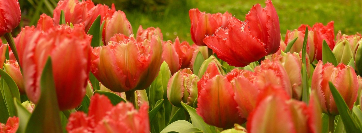 tulipan_fuveszkert