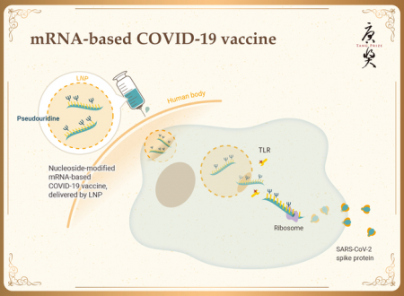 Rajz_7_mRNA-based_COVID-19_vaccine
