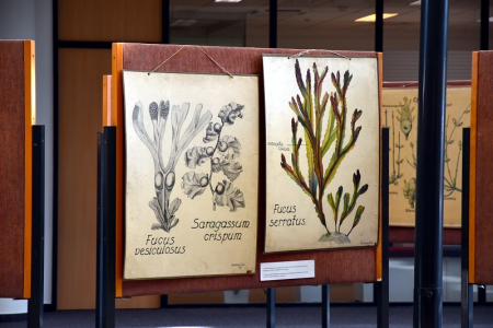 Gosztonyi Lenke kézi festésű növénytani illusztrációi az 1940-es évekből. Fotó: Fekete Franciska / SZTE Klebelsberg Könyvtár