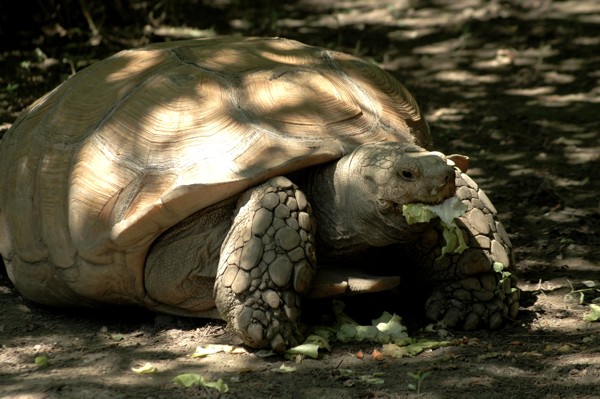 sarkantyus_teknos_geochelone_sulcata_2008_01