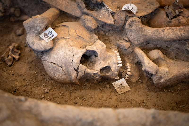 Csontvázmaradvány a Mohács-Sátorhely IV. tömegsírban