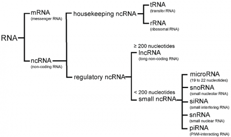 rna_categories_rnas_are_divided_into_two_major_classes_messenger_rna_mrna_and_450x330