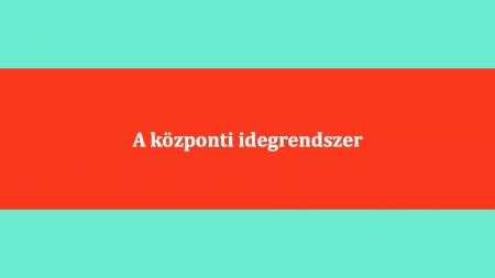 A_kozponti_idegrendszer