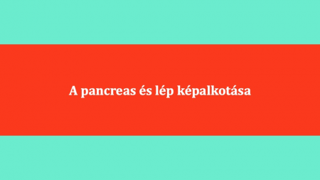 A_pancreas_es_lep_kepalkotasa