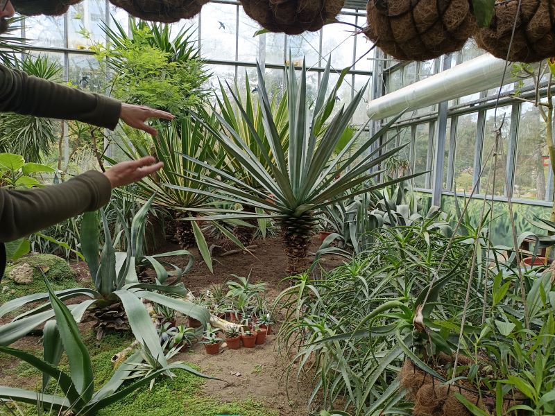 agave agave