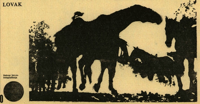 Szavay_Lovak_fotografika_sze_1969_014_010_j